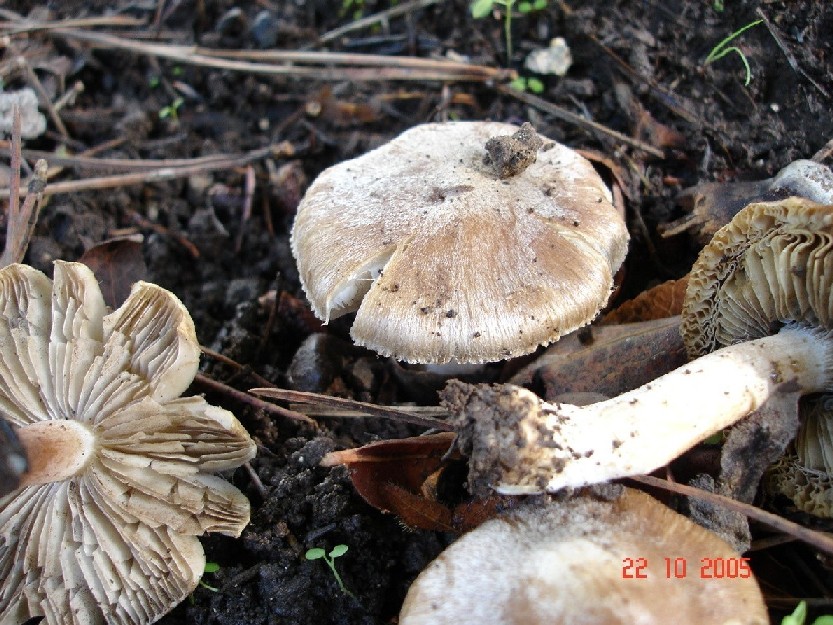 Russula torulosa,Lactarius acerrimus, Rhodocybe fallax e ??